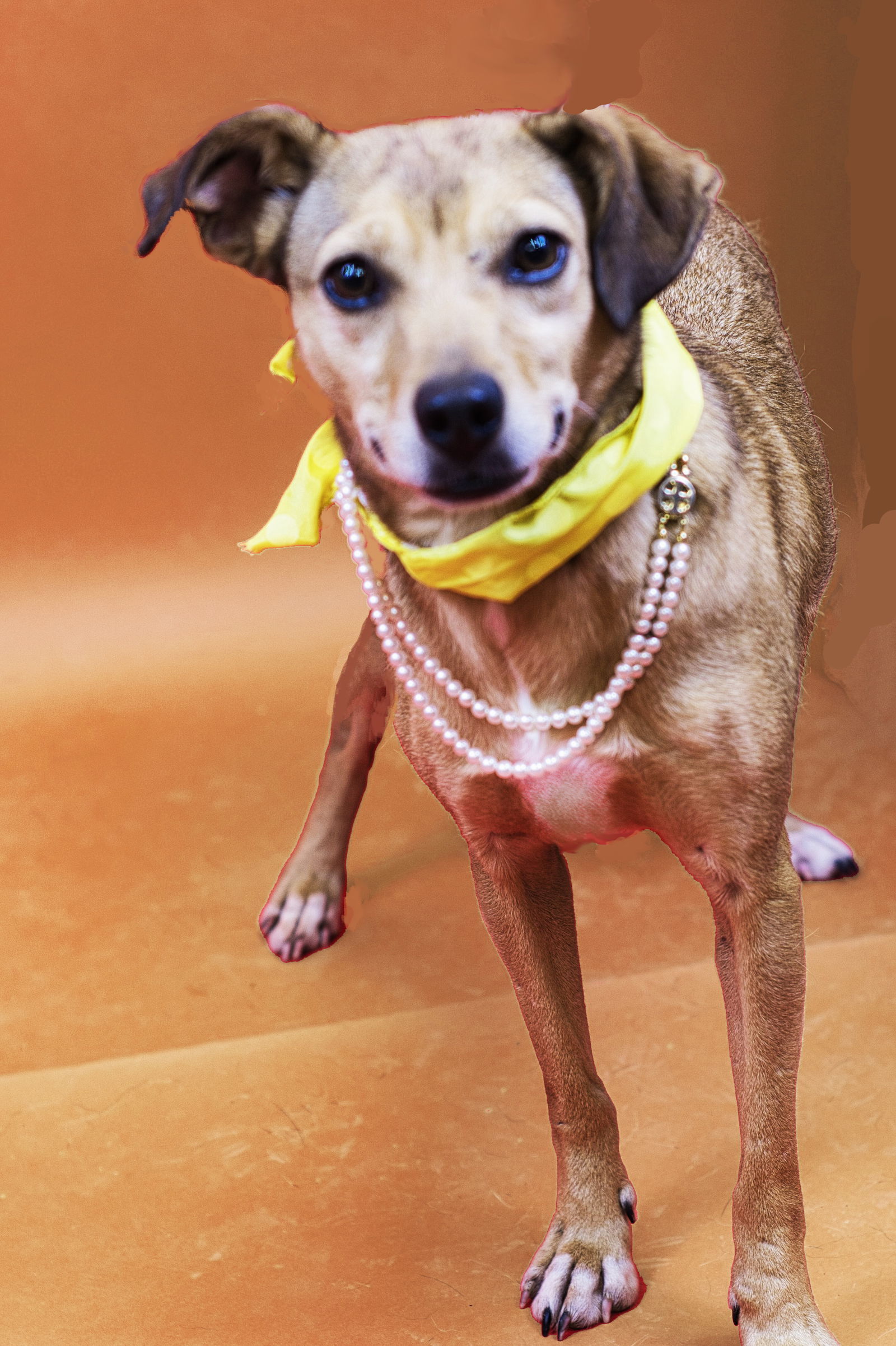 Polly, an adoptable Feist, Chihuahua in Holly Springs, MS, 38635 | Photo Image 1