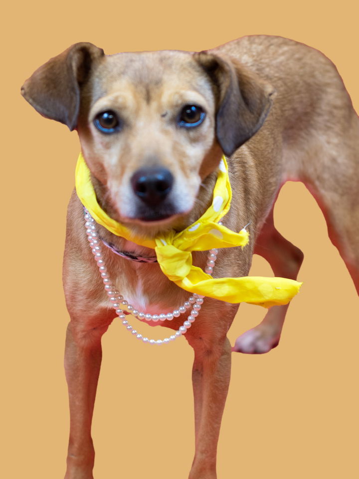 Polly, an adoptable Feist, Chihuahua in Holly Springs, MS, 38635 | Photo Image 2