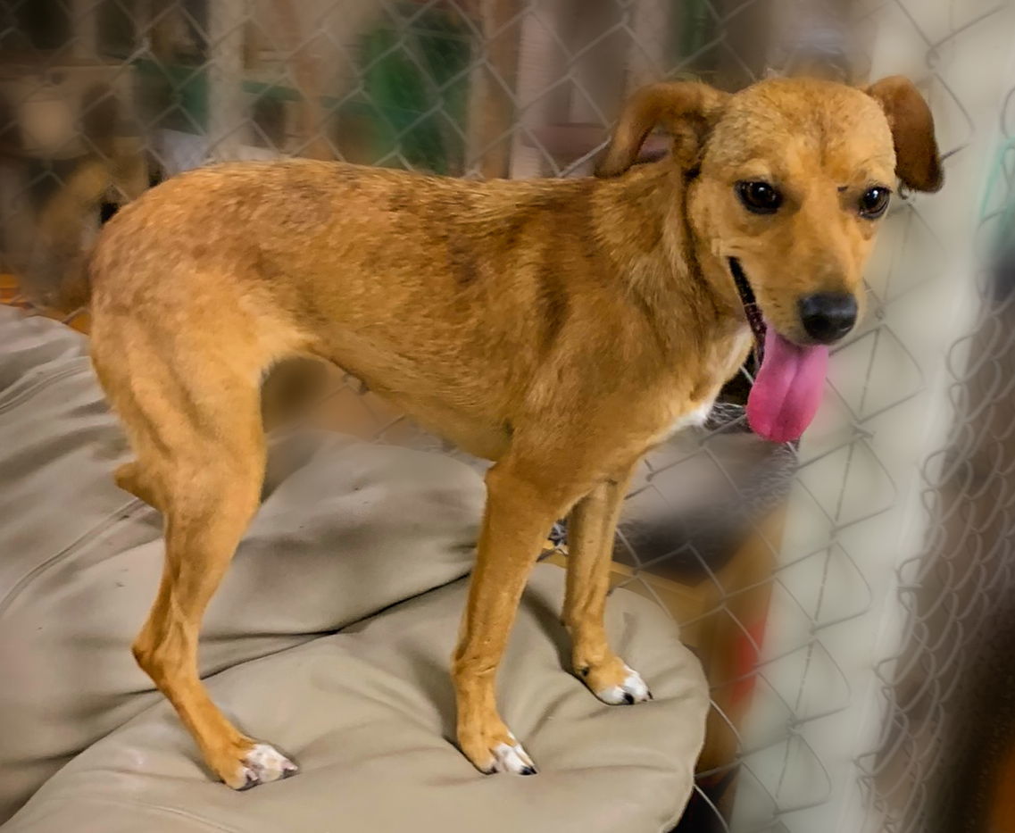 Polly, an adoptable Feist, Chihuahua in Holly Springs, MS, 38635 | Photo Image 3