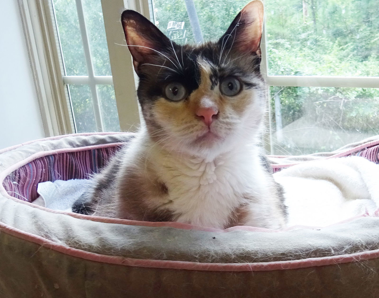 McKayla, an adoptable Domestic Short Hair, Domestic Medium Hair in Holly Springs, MS, 38635 | Photo Image 1