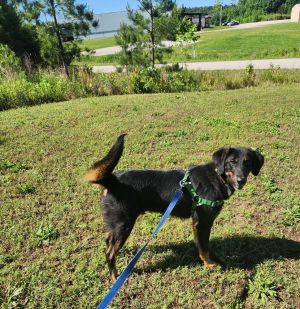 MASON, Adult Male Bernese Mountain Dog