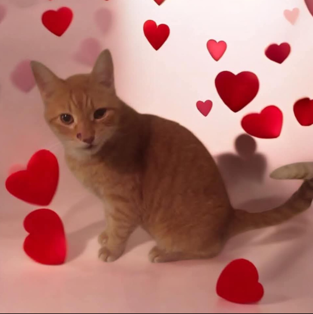 Aiden, an adoptable Domestic Short Hair in Kohler, WI, 53044 | Photo Image 1