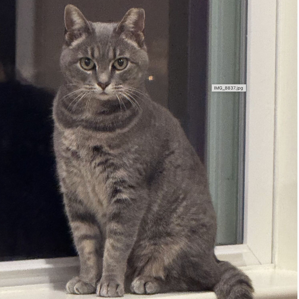Ms. Hightail Lavrin