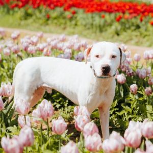 Magnus, Adult Male Pit Bull Terrier
