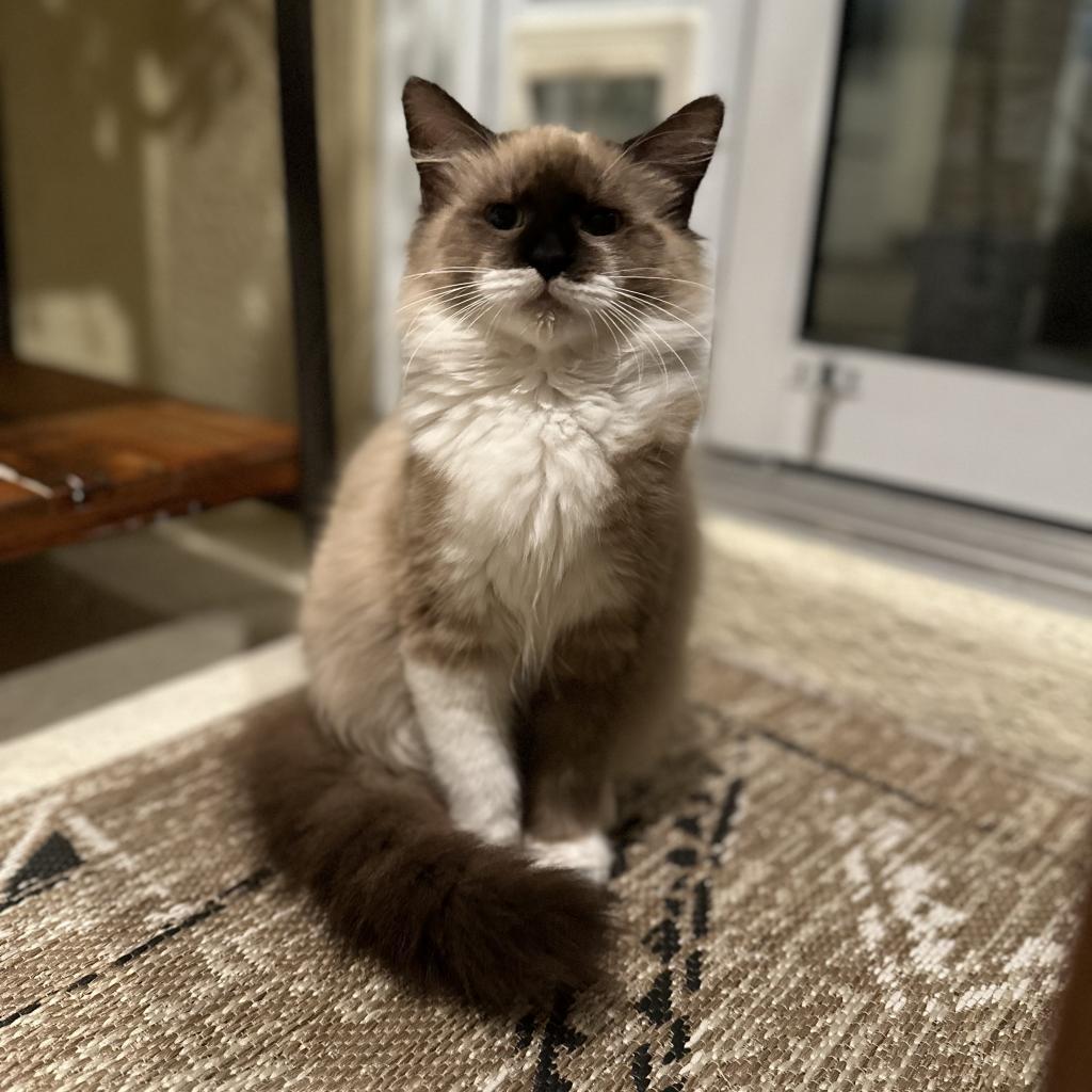 Frankie, an adoptable Ragdoll in North Port, FL, 34289 | Photo Image 1