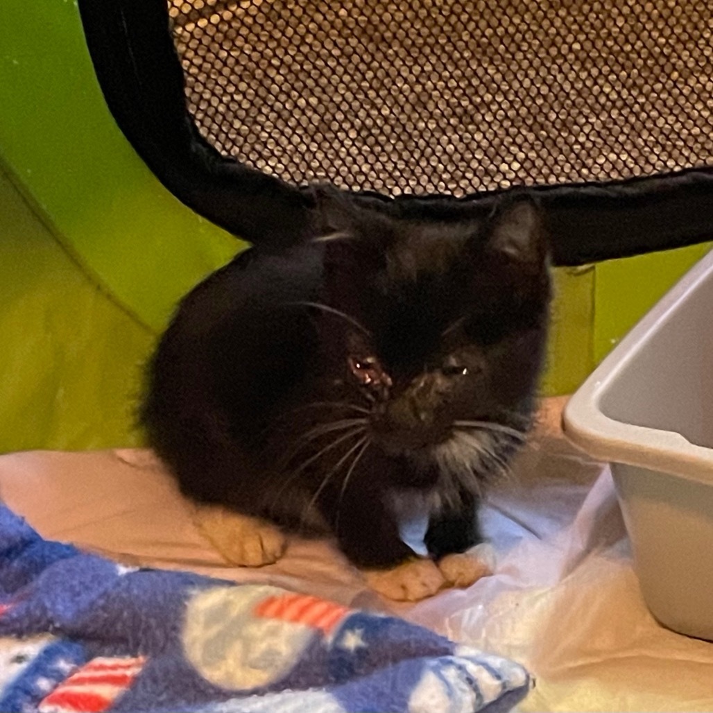 Bug, an adoptable Domestic Short Hair in Ashland, OR, 97520 | Photo Image 2