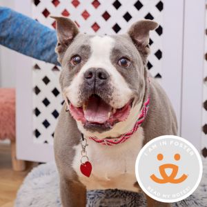 Clovers goofy smile is no lie This sweet playful 8 year-old senior lost her home in the LA fire