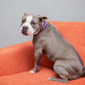Clover is a sweet goofy 8-year-old who lost her home in the LA fires and is hoping for a new