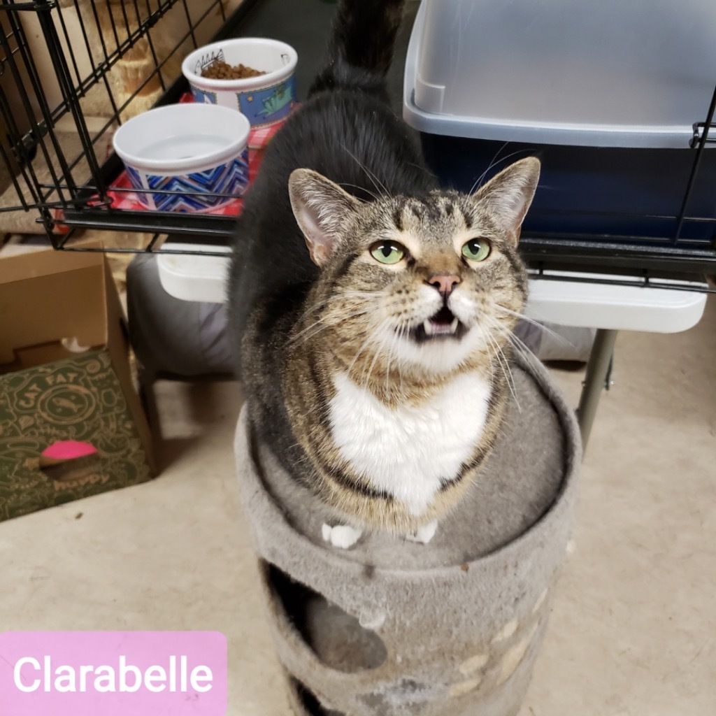 Clarabel, an adoptable Domestic Short Hair in Sherwood, OR, 97140 | Photo Image 1