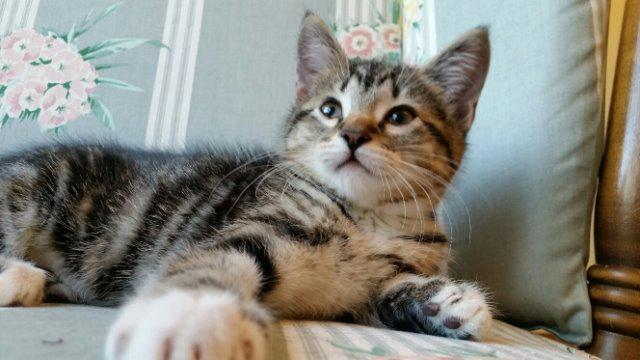 Clarabel, an adoptable Domestic Short Hair in Sherwood, OR, 97140 | Photo Image 3