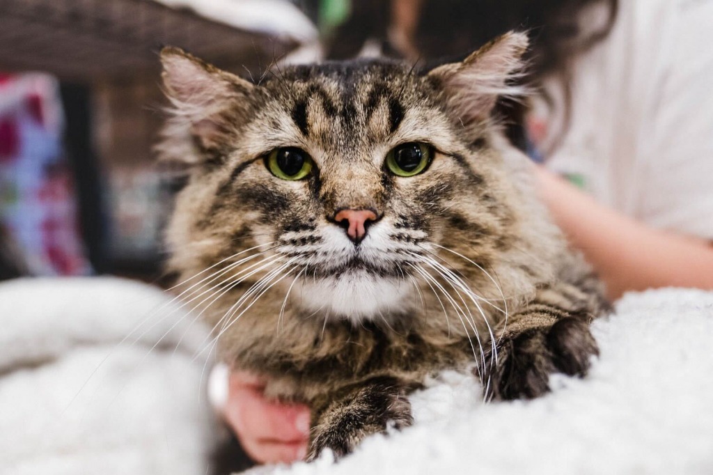 Danny, an adoptable Domestic Medium Hair in Tulsa, OK, 74112 | Photo Image 1