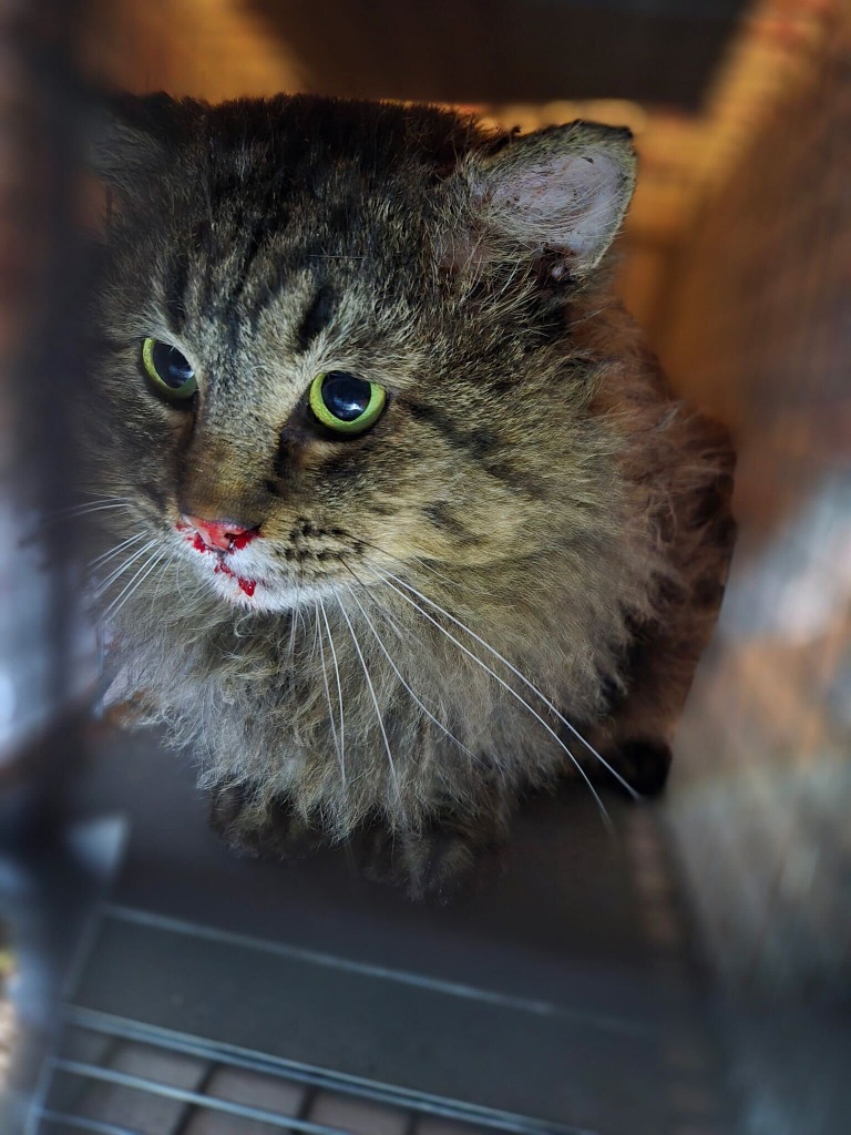 Danny, an adoptable Domestic Medium Hair in Tulsa, OK, 74112 | Photo Image 2