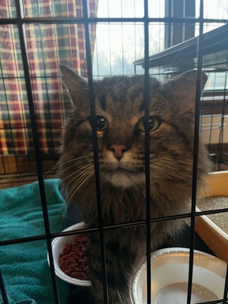 Danny, an adoptable Domestic Medium Hair in Tulsa, OK, 74112 | Photo Image 3