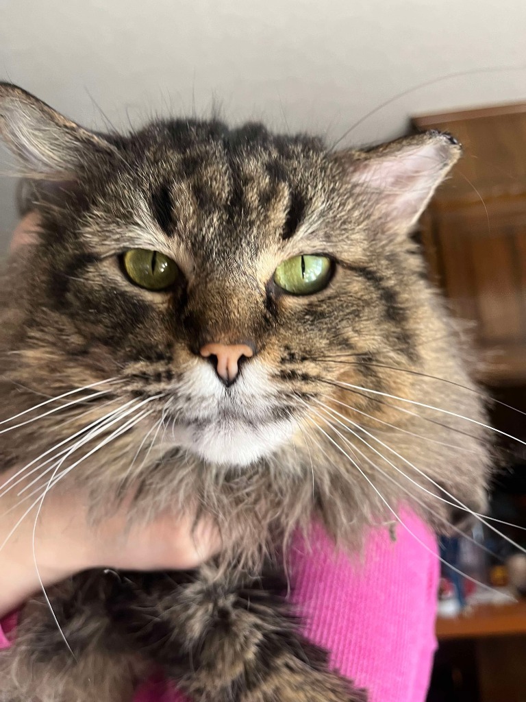 Danny, an adoptable Domestic Medium Hair in Tulsa, OK, 74112 | Photo Image 4