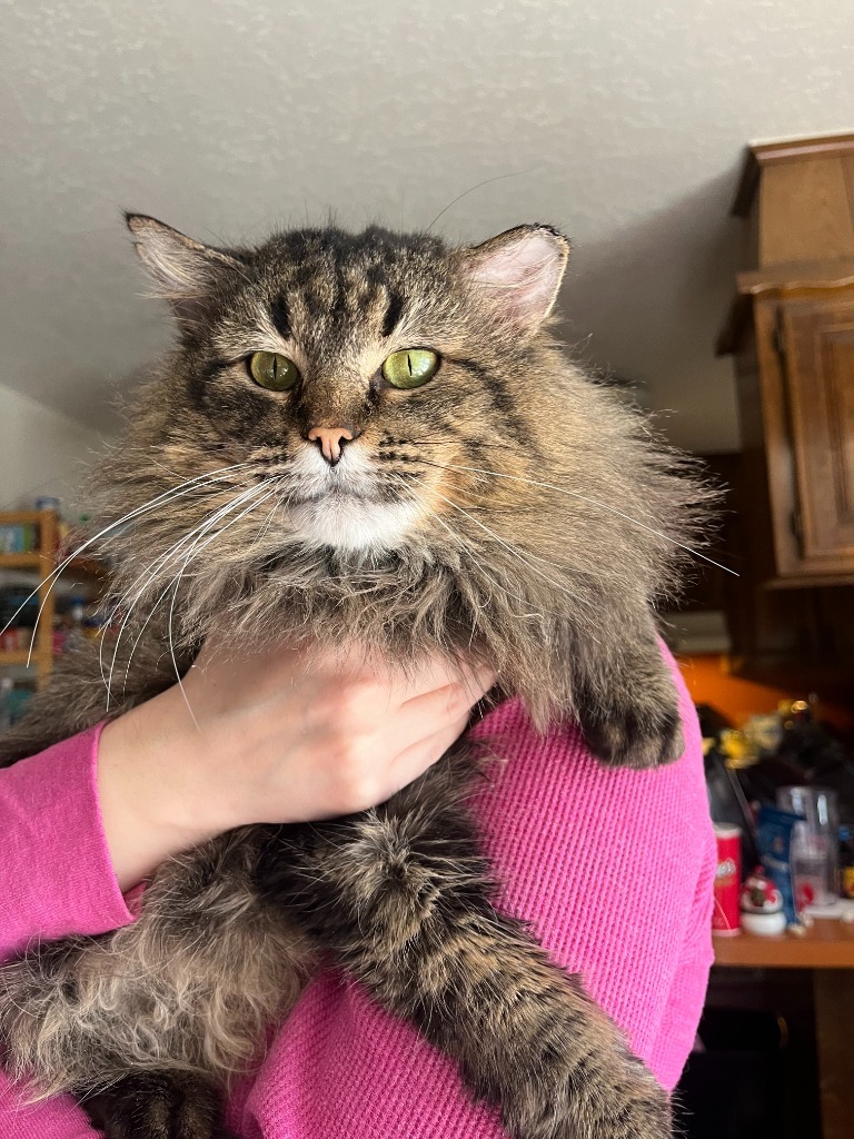 Danny, an adoptable Domestic Medium Hair in Tulsa, OK, 74112 | Photo Image 5