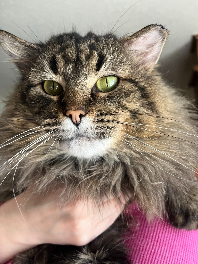 Danny, an adoptable Domestic Medium Hair in Tulsa, OK, 74112 | Photo Image 6