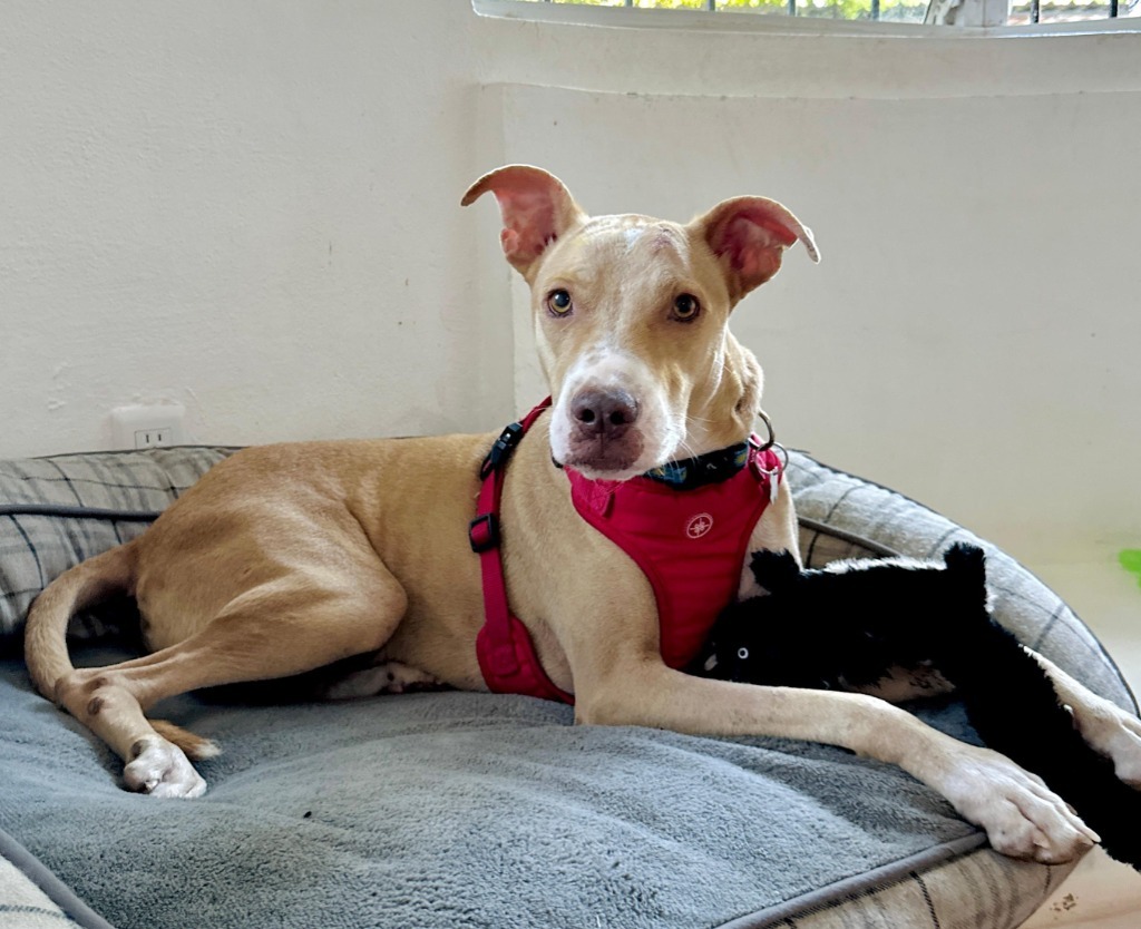 Warrior, an adoptable Labrador Retriever in San Juan de Abajo, NAY, 63732 | Photo Image 1