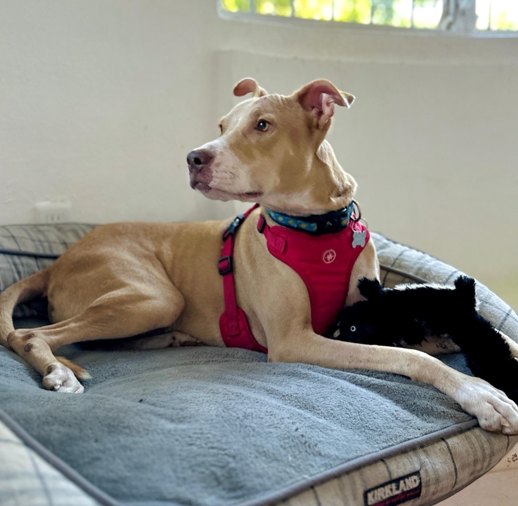 Warrior, an adoptable Labrador Retriever in San Juan de Abajo, NAY, 63732 | Photo Image 3