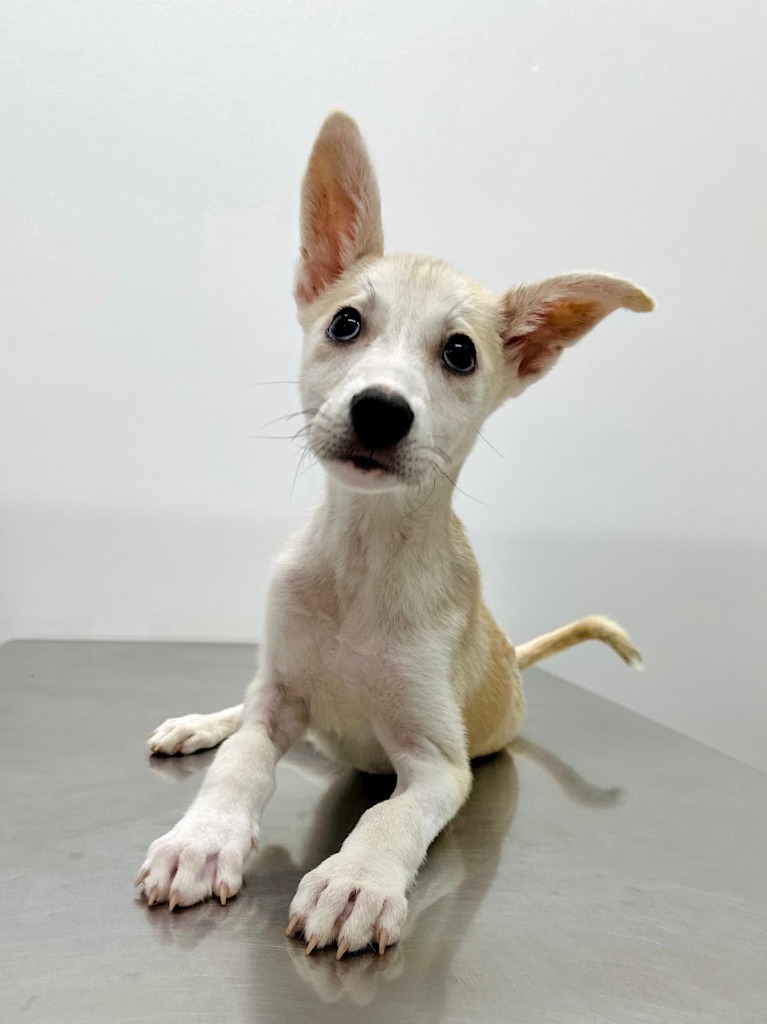 Cesar, an adoptable Husky in San Juan de Abajo, NAY, 63732 | Photo Image 1