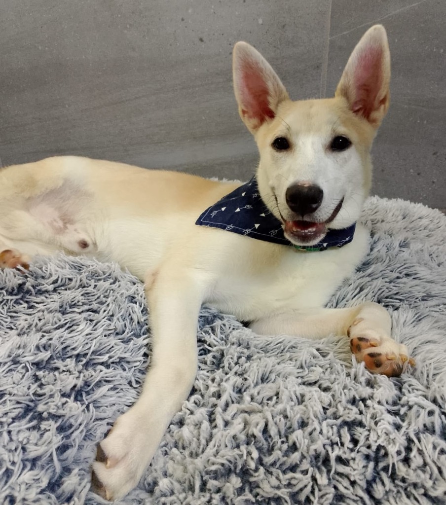 Cesar, an adoptable Husky in San Juan de Abajo, NAY, 63732 | Photo Image 1