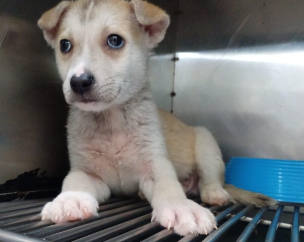 Cesar, an adoptable Husky in San Juan de Abajo, NAY, 63732 | Photo Image 2