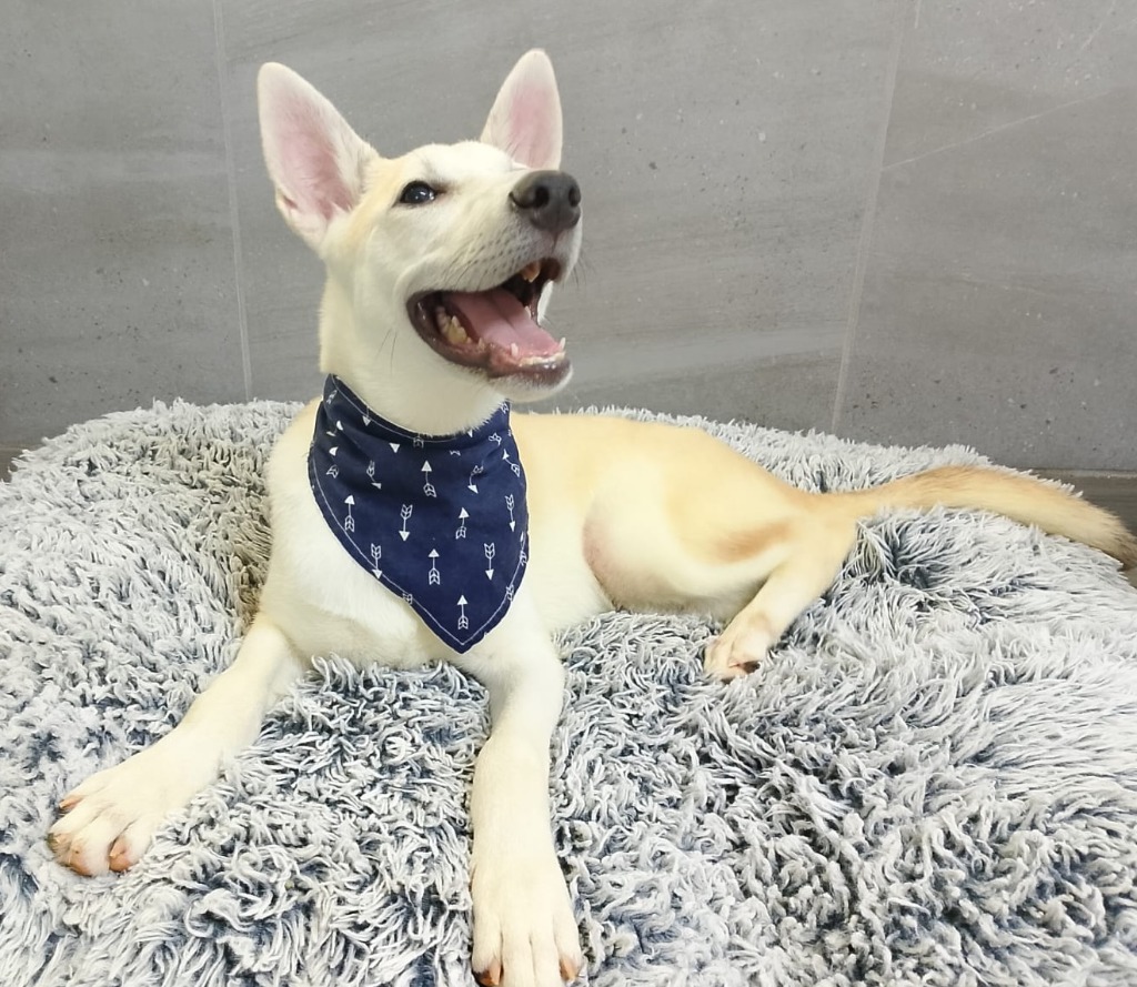 Cesar, an adoptable Husky in San Juan de Abajo, NAY, 63732 | Photo Image 4