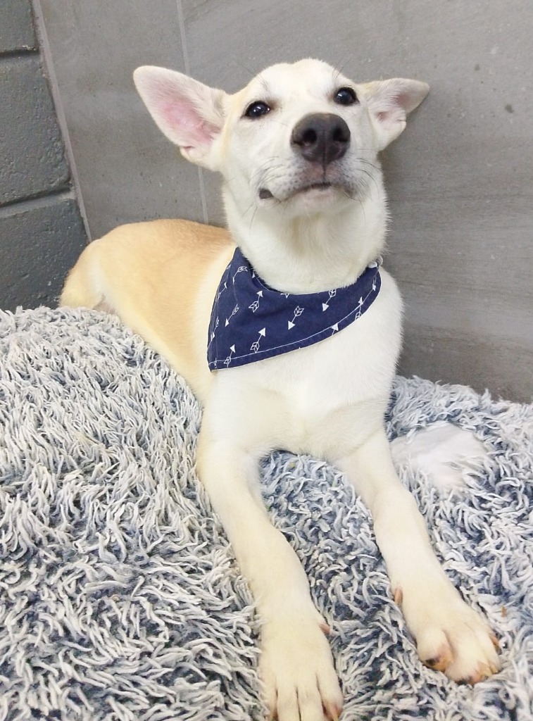 Cesar, an adoptable Husky in San Juan de Abajo, NAY, 63732 | Photo Image 5
