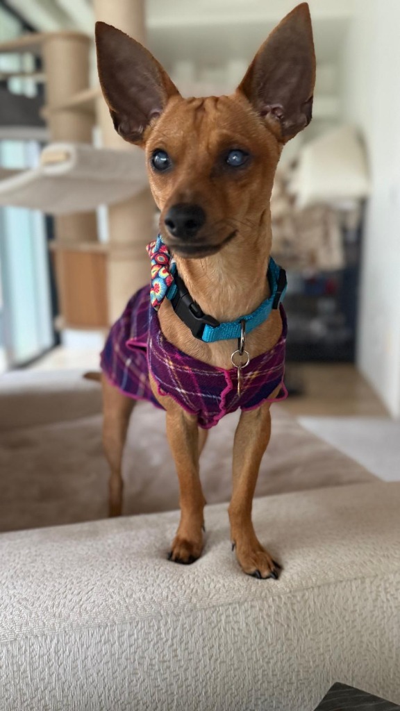 Chico, an adoptable Chihuahua in San Juan de Abajo, NAY, 63732 | Photo Image 1