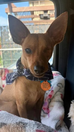 Chico, Adult Male Chihuahua
