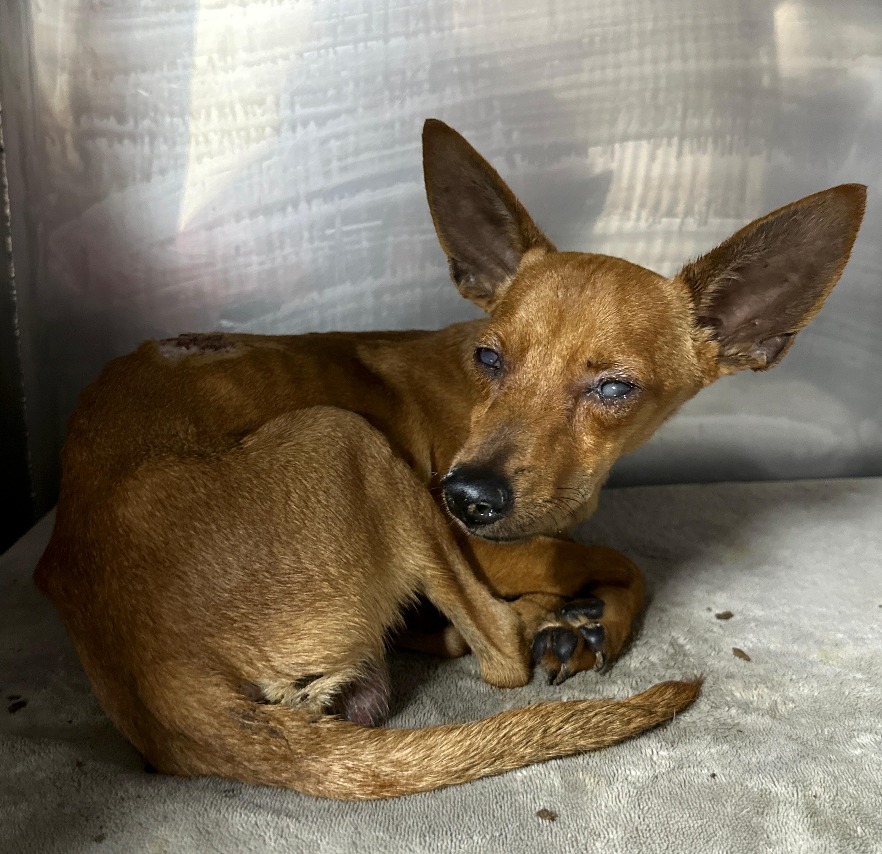 Chico, an adoptable Chihuahua in San Juan de Abajo, NAY, 63732 | Photo Image 2