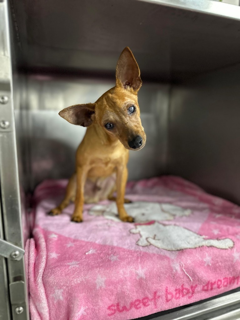 Chico, an adoptable Chihuahua in San Juan de Abajo, NAY, 63732 | Photo Image 3