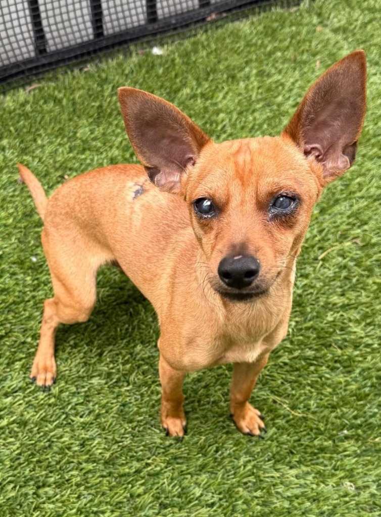 Chico, an adoptable Chihuahua in San Juan de Abajo, NAY, 63732 | Photo Image 4