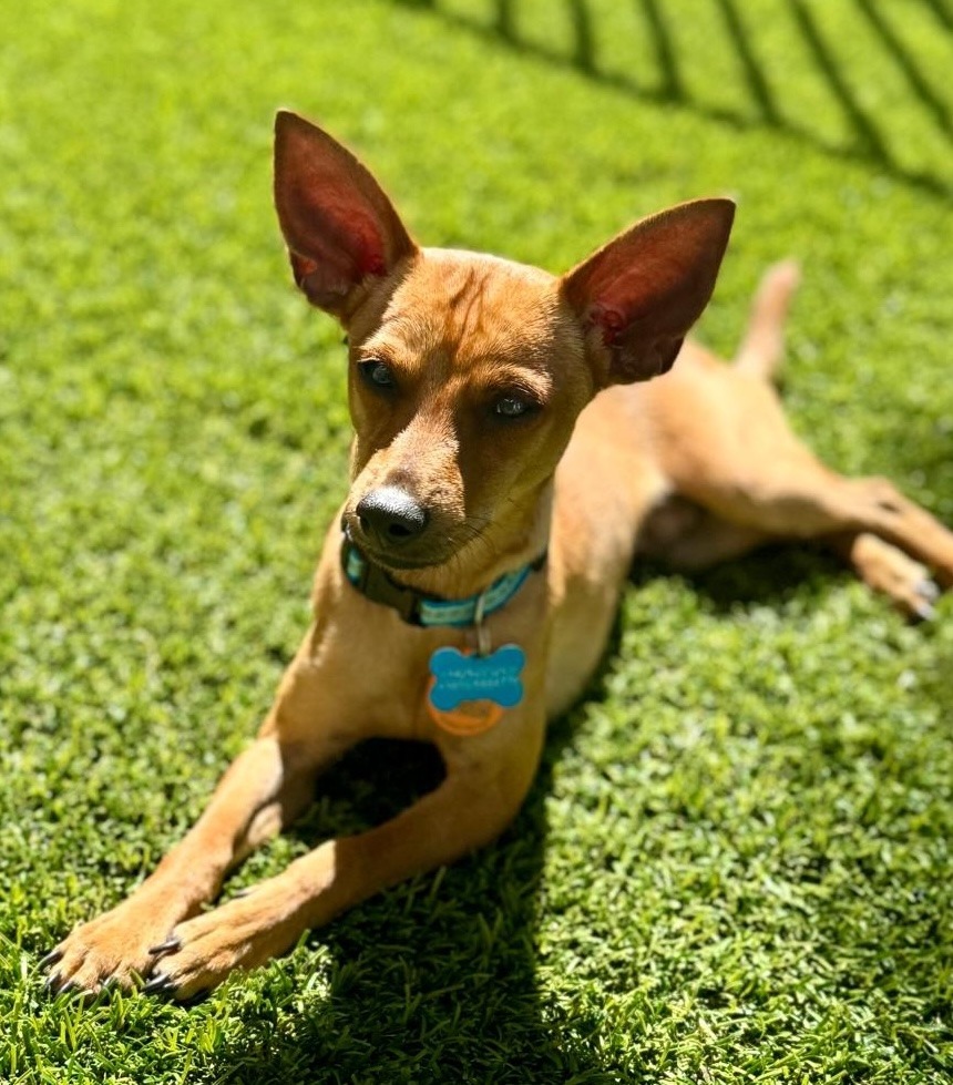 Chico, an adoptable Chihuahua in San Juan de Abajo, NAY, 63732 | Photo Image 5