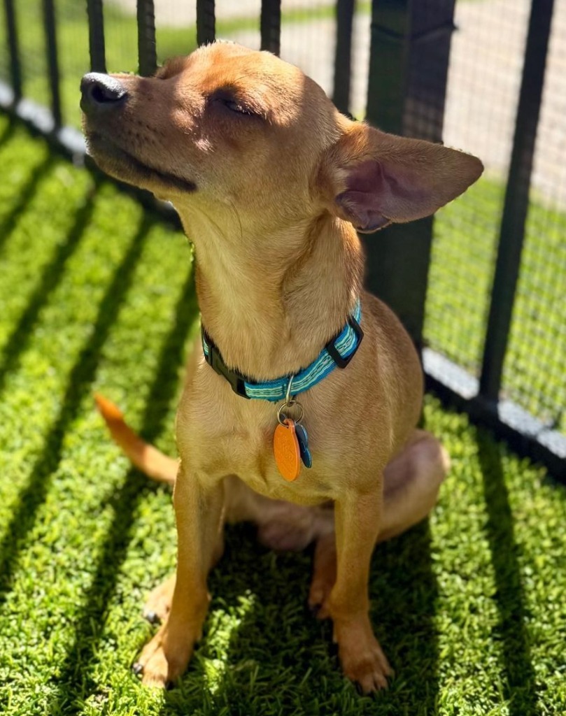 Chico, an adoptable Chihuahua in San Juan de Abajo, NAY, 63732 | Photo Image 6