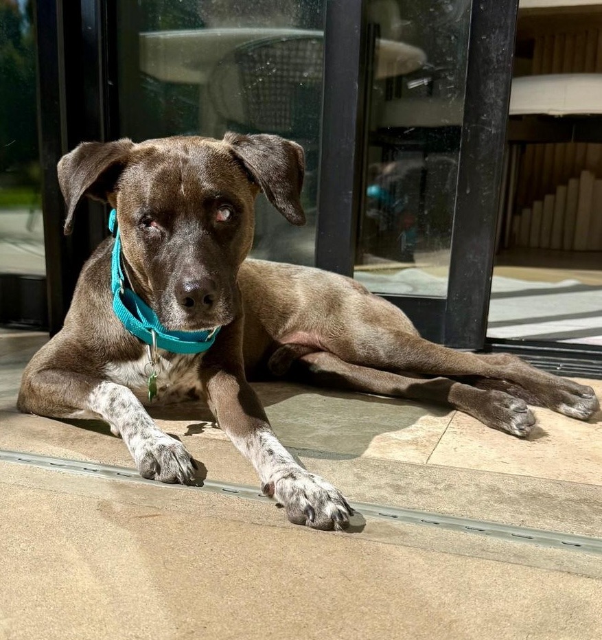 Leon, an adoptable Cattle Dog, Labrador Retriever in San Juan de Abajo, NAY, 63732 | Photo Image 1