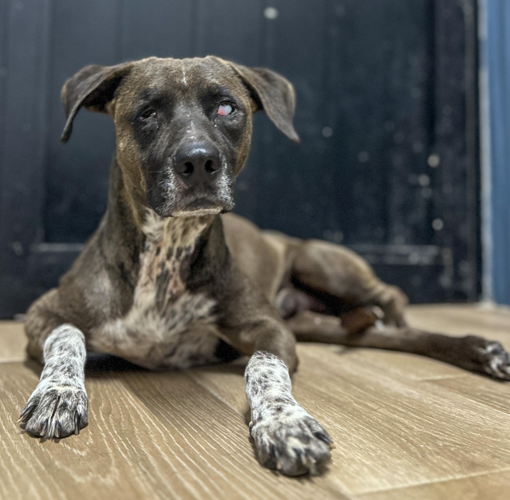Leon, an adoptable Cattle Dog, Labrador Retriever in San Juan de Abajo, NAY, 63732 | Photo Image 2