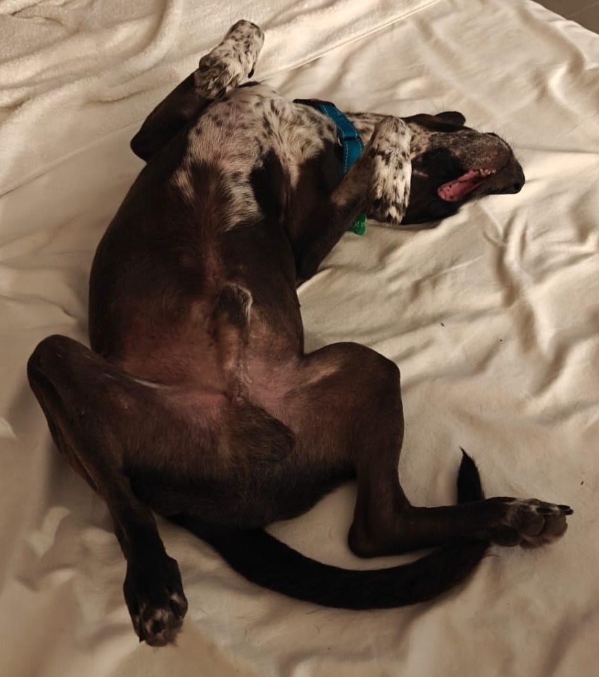 Leon, an adoptable Cattle Dog, Labrador Retriever in San Juan de Abajo, NAY, 63732 | Photo Image 3