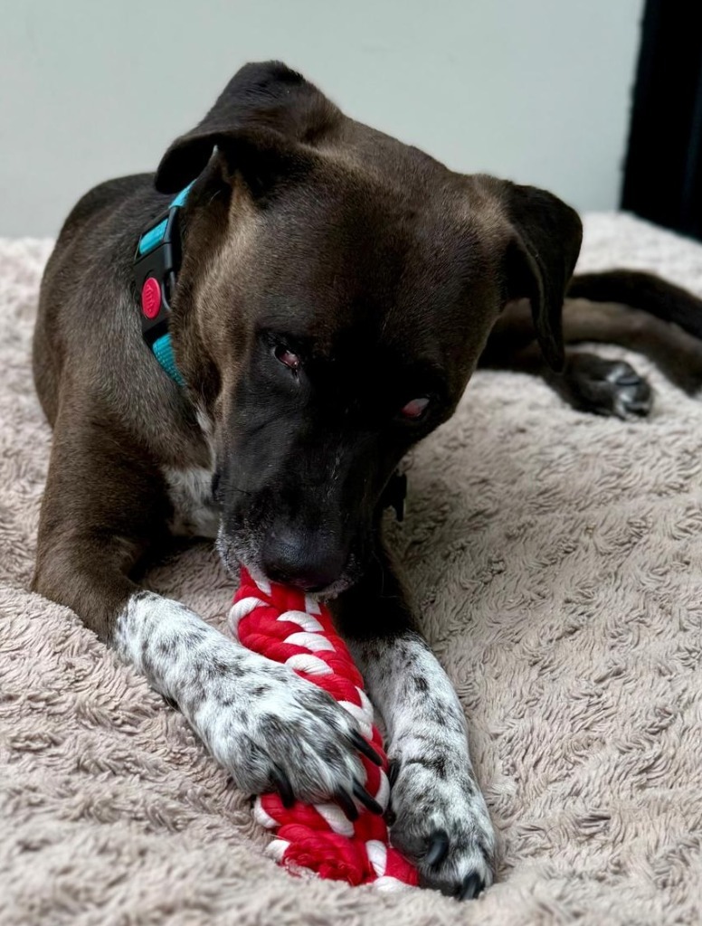Leon, an adoptable Cattle Dog, Labrador Retriever in San Juan de Abajo, NAY, 63732 | Photo Image 4