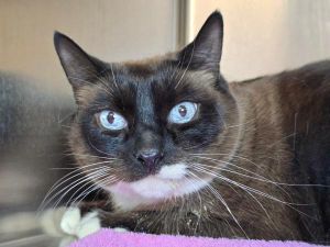 Daisy, Senior Female unknown