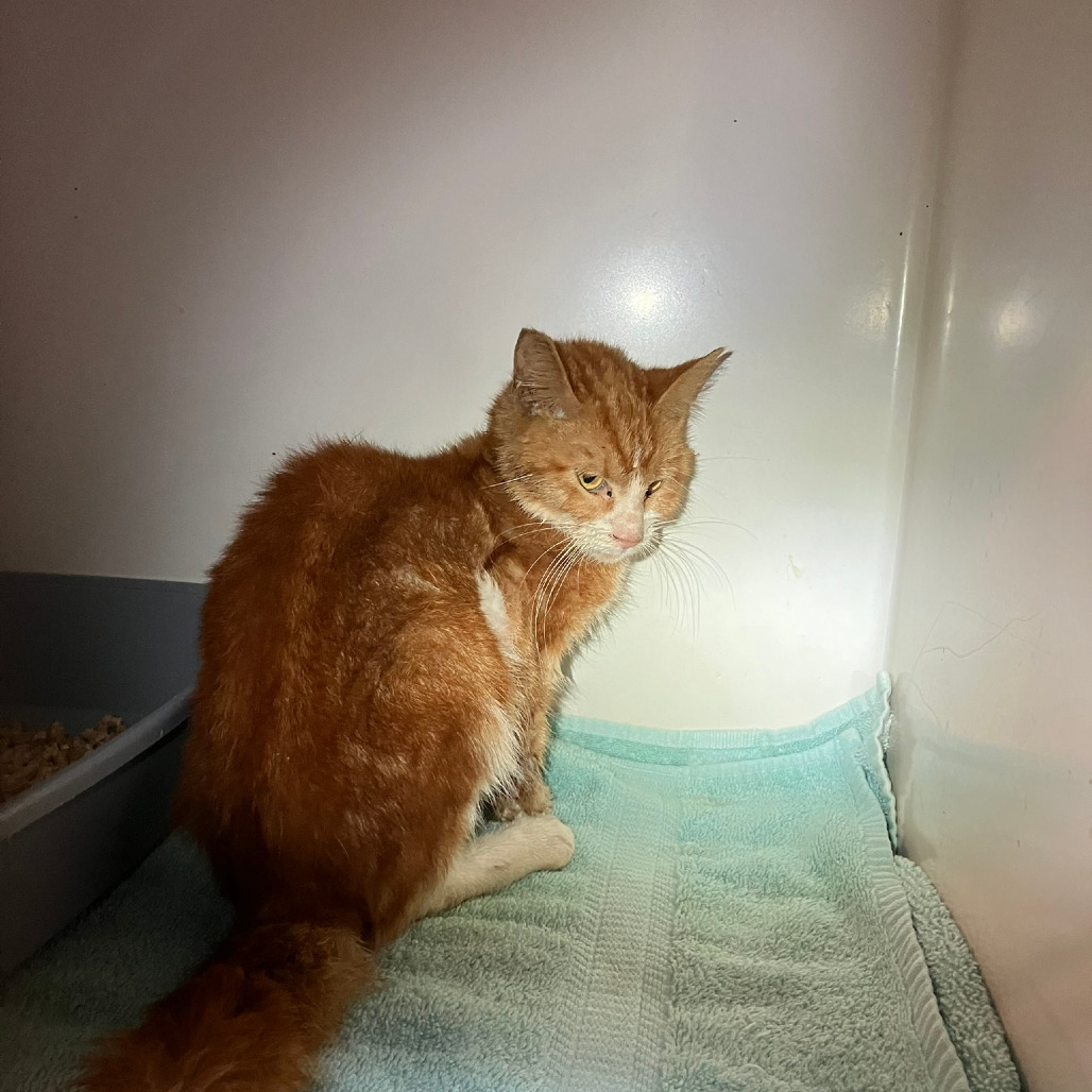 Siobhan (COH-A-62304), an adoptable Domestic Short Hair in Volcano, HI, 96785 | Photo Image 1