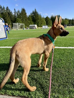 Meet Madison Your New Adventure Buddy Madison is a beautiful German Shepherd with a bright mind a