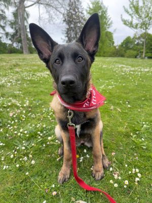 Meet Lumi - The Sweetest Little Cuddler Ready for Her Forever Home Introducing Lumi a lovable fema