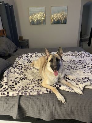 Ariana German Shepherd Dog Dog
