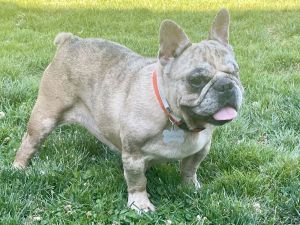 Biscuit is a beautiful friendly playful 2 year old French Bulldog She loves meeting new people She