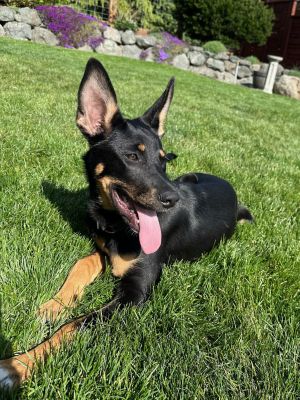 Meet Malia The Quietly Confident and Loving German Shepherd Puppy Introducing Malia a female Germ