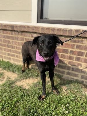 Kamilla, Young Female Mixed Breed