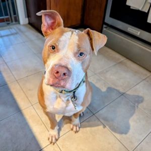 Bruce O&#39; Hooligan, Adult Male Mixed Breed