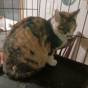 Cora, Young Female American Shorthair