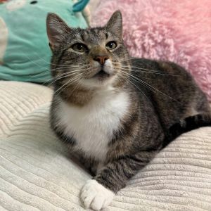 Hello there Im Foxy Brown Im a friendly soul who loves to greet everyone with a sweet purr and a