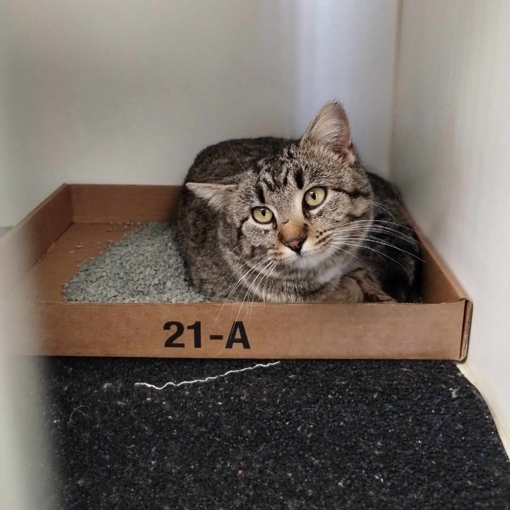 Ella, an adoptable Domestic Short Hair in Norfolk, NE, 68701 | Photo Image 1